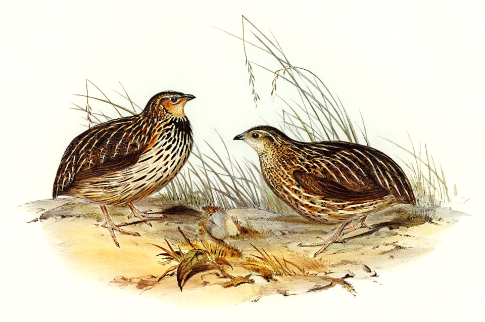 Pectoral Quail (Coturnix pectoralis) illustrated by Elizabeth Gould (1804–1841) for John Gould’s (1804-1881) Birds of Australia (1972 Edition, 8 volumes). Digitally enhanced from our own facsimile book (1972 Edition, 8 volumes).