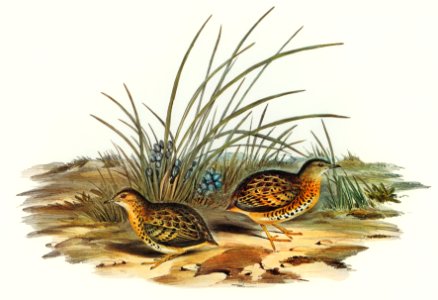 Black-backed Hemipode (Hemipodius melanotus) illustrated by Elizabeth Gould (1804–1841) for John Gould’s (1804-1881) Birds of Australia (1972 Edition, 8 volumes). Digitally enhanced from our own facsimile book (1972 Edition, 8 volumes).