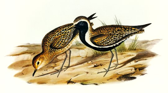 Australian Golden Plover (Charadrius xanthocheilus) illustrated by Elizabeth Gould (1804–1841) for John Gould’s (1804-1881) Birds of Australia (1972 Edition, 8 volumes). Digitally enhanced from our own facsimile book (1972 Edition, 8 volumes).