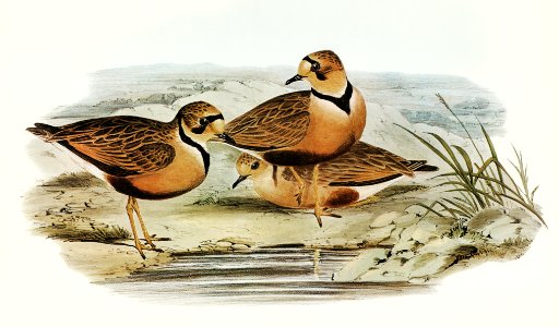 Australian Dottrel (Eudromias Australis) illustrated by Elizabeth Gould (1804–1841) for John Gould’s (1804-1881) Birds of Australia (1972 Edition, 8 volumes). Digitally enhanced from our own facsimile book (1972 Edition, 8 volumes).