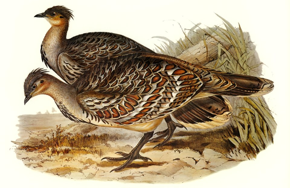 Ocellated Leipoa (Leipoa ocellata) illustrated by Elizabeth Gould (1804–1841) for John Gould’s (1804-1881) Birds of Australia (1972 Edition, 8 volumes). Digitally enhanced from our own facsimile book (1972 Edition, 8 volumes).