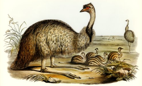 The Emu (Dromaius Novae-Hollandiae) illustrated by Elizabeth Gould (1804–1841) for John Gould’s (1804-1881) Birds of Australia (1972 Edition, 8 volumes). Digitally enhanced from our own facsimile book (1972 Edition, 8 volumes).