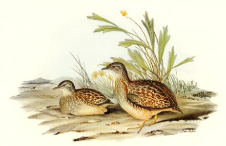 Varied Hemipode (Hemipodius Varius) illustrated by Elizabeth Gould (1804–1841) for John Gould’s (1804-1881) Birds of Australia (1972 Edition, 8 volumes). Digitally enhanced from our own facsimile book (1972 Edition, 8 volumes).