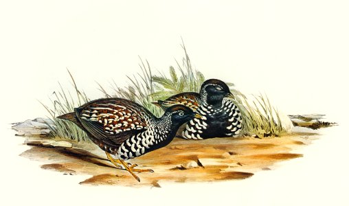 Black-breasted Hemipode (Hemipodius melanogaster) illustrated by Elizabeth Gould (1804–1841) for John Gould’s (1804-1881) Birds of Australia (1972 Edition, 8 volumes). Digitally enhanced from our own facsimile book (1972 Edition, 8 volumes).
