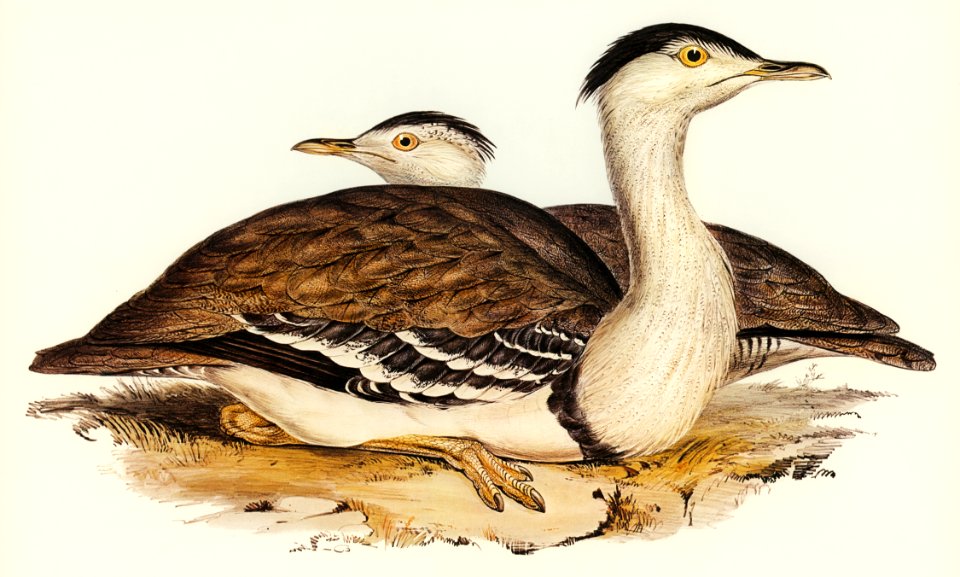 Australian Bustard (Otis Australasianus) illustrated by Elizabeth Gould (1804–1841) for John Gould’s (1804-1881) Birds of Australia (1972 Edition, 8 volumes). Digitally enhanced from our own facsimile book (1972 Edition, 8 volumes).