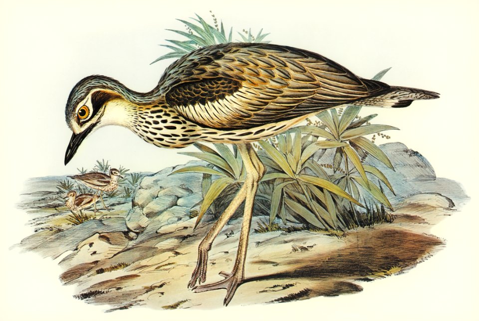 Southern Stone-Plover (Edicnemus grallarius) illustrated by Elizabeth Gould (1804–1841) for John Gould’s (1804-1881) Birds of Australia (1972 Edition, 8 volumes). Digitally enhanced from our own facsimile book (1972 Edition, 8 volumes).