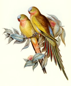 The Princess of Wales's Parakeet (Polytelis Alexandrae) illustrated by Elizabeth Gould (1804–1841) for John Gould’s (1804-1881) Birds of Australia (1972 Edition, 8 volumes). Digitally enhanced from our own facsimile book (1972 Edition, 8 volumes).