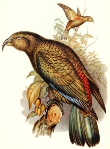 Kea Parrot (Nestor notabilis) illustrated by Elizabeth Gould (1804–1841) for John Gould’s (1804-1881) Birds of Australia (1972 Edition, 8 volumes). Digitally enhanced from our own facsimile book (1972 Edition, 8 volumes).