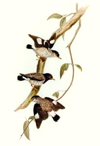 Striated Sittella (Sittella striata) illustrated by Elizabeth Gould (1804–1841) for John Gould’s (1804-1881) Birds of Australia (1972 Edition, 8 volumes). Digitally enhanced from our own facsimile book (1972 Edition, 8 volumes).