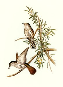Little Cuckoo (Chrysococcyx minutillus) illustrated by Elizabeth Gould (1804–1841) for John Gould’s (1804-1881) Birds of Australia (1972 Edition, 8 volumes). Digitally enhanced from our own facsimile book (1972 Edition, 8 volumes).