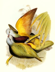 Allied Fruit-Pigeon (Carpophaga assimilis) illustrated by Elizabeth Gould (1804–1841) for John Gould’s (1804-1881) Birds of Australia (1972 Edition, 8 volumes). Digitally enhanced from our own facsimile book (1972 Edition, 8 volumes).