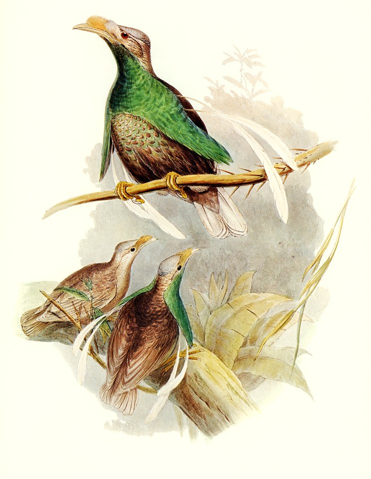 Standard-Wing (Semioptera Wallacei) illustrated by Elizabeth Gould (1804–1841) for John Gould’s (1804-1881) Birds of Australia (1972 Edition, 8 volumes). Digitally enhanced from our own facsimile book (1972 Edition, 8 volumes).