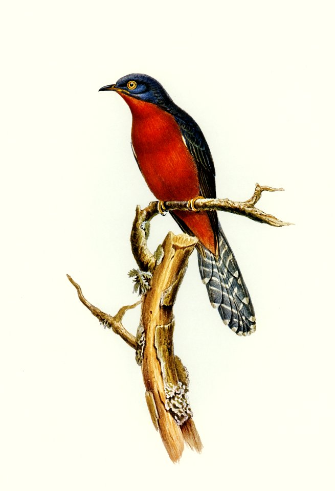 Chestnut-breasted Cuckoo (Cacomantis castaneiventris) illustrated by Elizabeth Gould (1804–1841) for John Gould’s (1804-1881) Birds of Australia (1972 Edition, 8 volumes). Digitally enhanced from our own facsimile book (1972 Edition, 8 volumes).