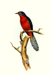 Chestnut-breasted Cuckoo (Cacomantis castaneiventris) illustrated by Elizabeth Gould (1804–1841) for John Gould’s (1804-1881) Birds of Australia (1972 Edition, 8 volumes). Digitally enhanced from our own facsimile book (1972 Edition, 8 volumes).