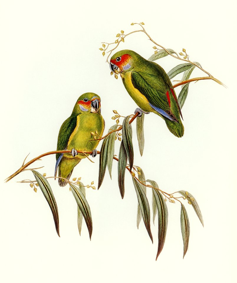Coxen's Parakeet (Cyclopsitta Coxeni) illustrated by Elizabeth Gould (1804–1841) for John Gould’s (1804-1881) Birds of Australia (1972 Edition, 8 volumes). Digitally enhanced from our own facsimile book (1972 Edition, 8 volumes).