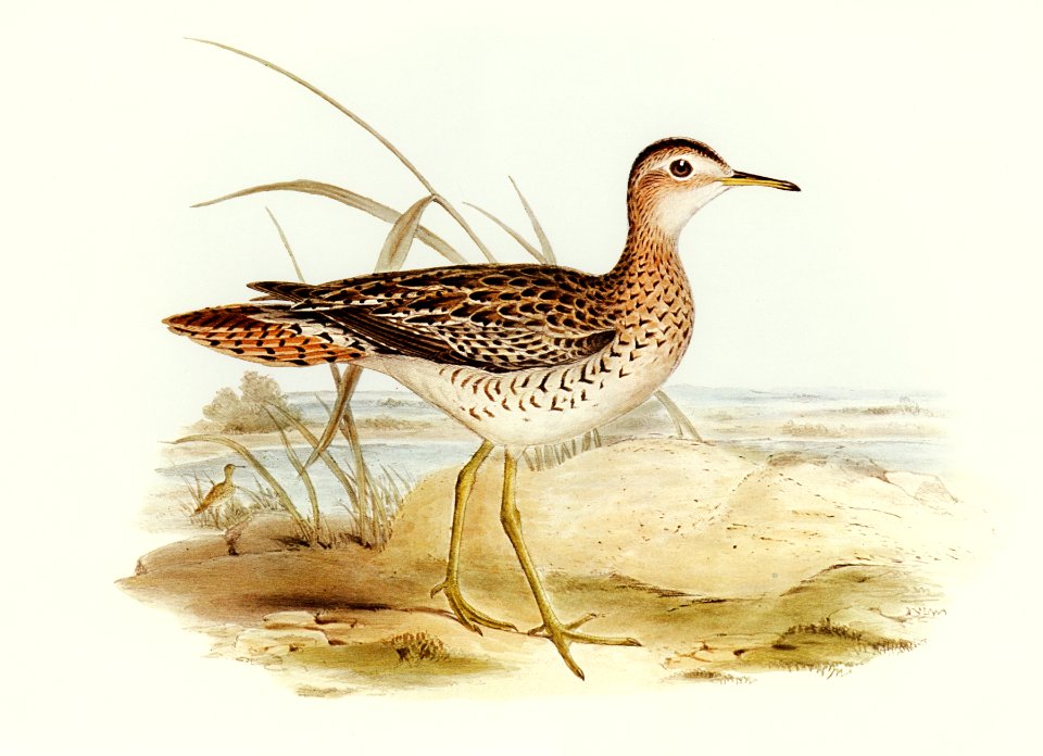 Bartram's Sandpiper (Actiturus Bartramius) illustrated by Elizabeth Gould (1804–1841) for John Gould’s (1804-1881) Birds of Australia (1972 Edition, 8 volumes). Digitally enhanced from our own facsimile book (1972 Edition, 8 volumes).