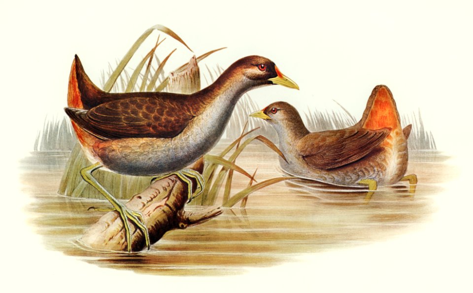 Rufous-vented Gallinule (Gallinula ruficrissa) illustrated by Elizabeth Gould (1804–1841) for John Gould’s (1804-1881) Birds of Australia (1972 Edition, 8 volumes). Digitally enhanced from our own facsimile book (1972 Edition, 8 volumes).