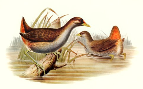 Rufous-vented Gallinule (Gallinula ruficrissa) illustrated by Elizabeth Gould (1804–1841) for John Gould’s (1804-1881) Birds of Australia (1972 Edition, 8 volumes). Digitally enhanced from our own facsimile book (1972 Edition, 8 volumes).