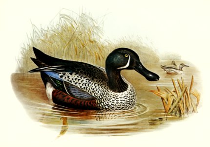 Variegated Shoveller (Spatula Variegata) illustrated by Elizabeth Gould (1804–1841) for John Gould’s (1804-1881) Birds of Australia (1972 Edition, 8 volumes). Digitally enhanced from our own facsimile book (1972 Edition, 8 volumes).