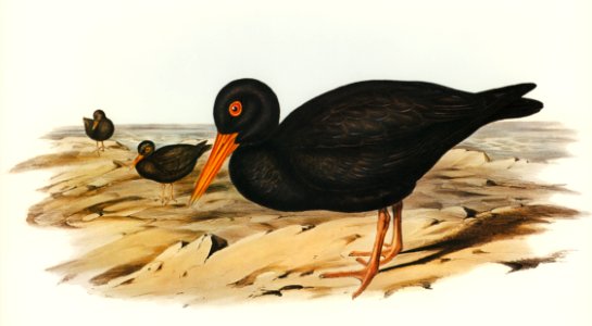 Sooty Oyster-Catcher (Haematopus fuliginosus) illustrated by Elizabeth Gould (1804–1841) for John Gould’s (1804-1881) Birds of Australia (1972 Edition, 8 volumes). Digitally enhanced from our own facsimile book (1972 Edition, 8 volumes).