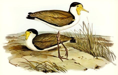 Wattle Pewit (Lobivanellus lobatus) illustrated by illustrated by Elizabeth Gould (1804–1841) for John Gould’s (1804-1881) Birds of Australia (1972 Edition, 8 volumes). Digitally enhanced from our own facsimile book (1972 Edition, 8 volumes).