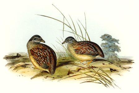 Chestnut-backed Hemipode (Hemipodius castanotus) illustrated by Elizabeth Gould (1804–1841) for John Gould’s (1804-1881) Birds of Australia (1972 Edition, 8 volumes). Digitally enhanced from our own facsimile book (1972 Edition, 8 volumes).