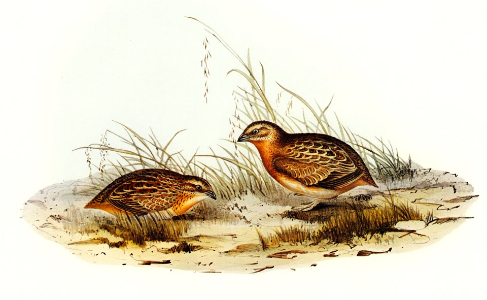 Red-chested Hemipode (Hemipodius pyrrhothorax) illustrated by Elizabeth Gould (1804–1841) for John Gould’s (1804-1881) Birds of Australia (1972 Edition, 8 volumes). Digitally enhanced from our own facsimile book (1972 Edition, 8 volumes).