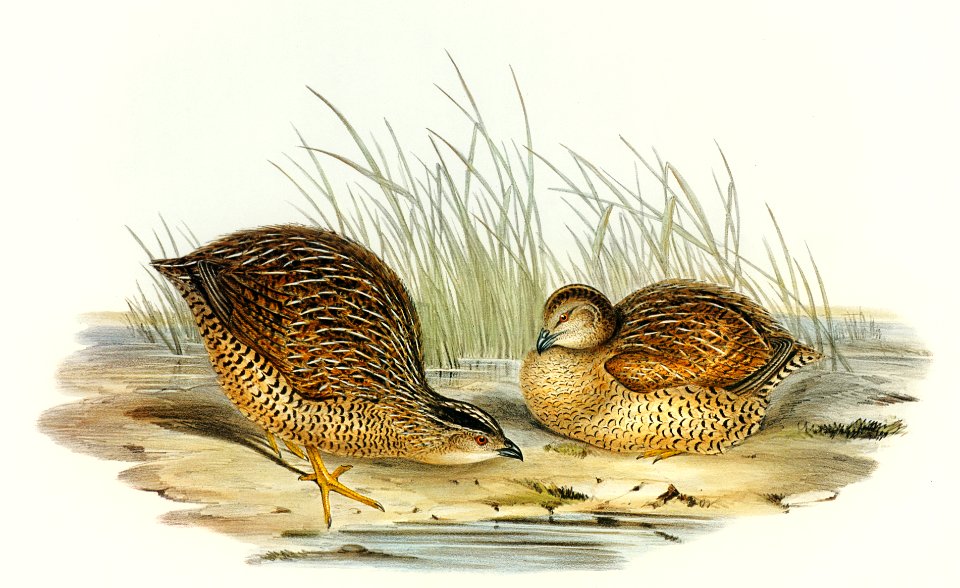 Van Diemen's Land Partridge (Synoicus Diemenensis) illustrated by Elizabeth Gould (1804–1841) for John Gould’s (1804-1881) Birds of Australia (1972 Edition, 8 volumes). Digitally enhanced from our own facsimile book (1972 Edition, 8 volumes).