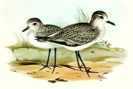 Grey Plover (Squatarola Helvetica) illustrated by Elizabeth Gould (1804–1841) for John Gould’s (1804-1881) Birds of Australia (1972 Edition, 8 volumes). Digitally enhanced from our own facsimile book (1972 Edition, 8 volumes).