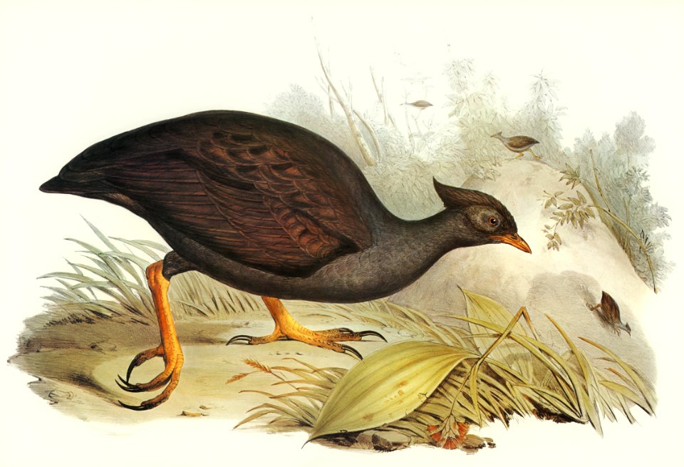 Mound-raising Megapode (Megapodius Tumulus) illustrated by Elizabeth Gould (1804–1841) for John Gould’s (1804-1881) Birds of Australia (1972 Edition, 8 volumes). Digitally enhanced from our own facsimile book (1972 Edition, 8 volumes).
