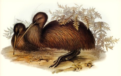 Kiwi (Apteryx Australis) illustrated by Elizabeth Gould (1804–1841) for John Gould’s (1804-1881) Birds of Australia (1972 Edition, 8 volumes). Digitally enhanced from our own facsimile book (1972 Edition, 8 volumes).. Free illustration for personal and commercial use.