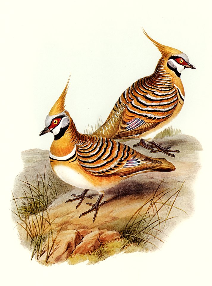 White-bellied Bronzewing (Lophophaps leucogaster) illustrated by Elizabeth Gould (1804–1841) for John Gould’s (1804-1881) Birds of Australia (1972 Edition, 8 volumes). Digitally enhanced from our own facsimile book (1972 Edition, 8 volumes).