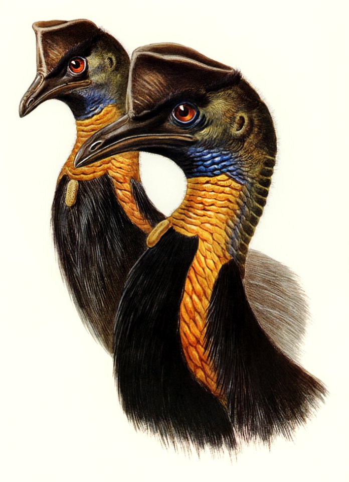 One-carunculated Cassowary (Casuarius uniappendiculatus) illustrated by Elizabeth Gould (1804–1841) for John Gould’s (1804-1881) Birds of Australia (1972 Edition, 8 volumes). Digitally enhanced from our own facsimile book (1972 Edition, 8 volumes).