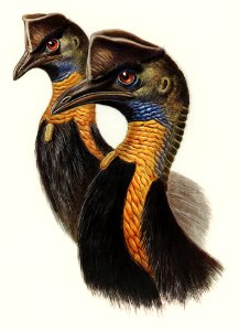 One-carunculated Cassowary (Casuarius uniappendiculatus) illustrated by Elizabeth Gould (1804–1841) for John Gould’s (1804-1881) Birds of Australia (1972 Edition, 8 volumes). Digitally enhanced from our own facsimile book (1972 Edition, 8 volumes).