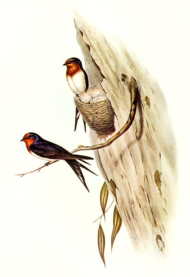 Welcome Swallow (Hirundo neoxena) illustrated by Elizabeth Gould (1804–1841) for John Gould’s (1804-1881) Birds of Australia (1972 Edition, 8 volumes). Digitally enhanced from our own facsimile book (1972 Edition, 8 volumes).