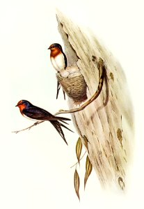 Welcome Swallow (Hirundo neoxena) illustrated by Elizabeth Gould (1804–1841) for John Gould’s (1804-1881) Birds of Australia (1972 Edition, 8 volumes). Digitally enhanced from our own facsimile book (1972 Edition, 8 volumes).