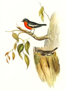 Flame-breasted Robin (Petroica phoenicea) illustrated by Elizabeth Gould (1804–1841) for John Gould’s (1804-1881) Birds of Australia (1972 Edition, 8 volumes). Digitally enhanced from our own facsimile book (1972 Edition, 8 volumes).