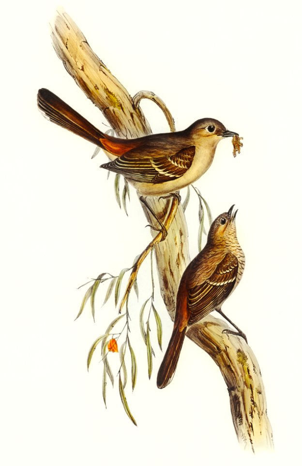 Scrub Robin (Drymodes brunneopygia) illustrated by Elizabeth Gould (1804–1841) for John Gould’s (1804-1881) Birds of Australia (1972 Edition, 8 volumes). Digitally enhanced from our own facsimile book (1972 Edition, 8 volumes).