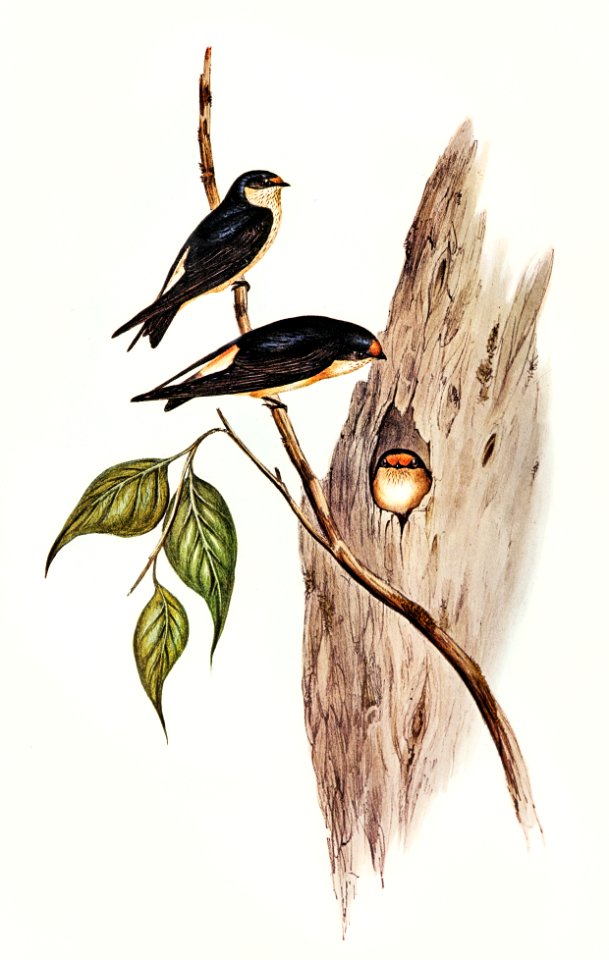 Tree Martin (Collocalia arborea) illustrated by Elizabeth Gould (1804–1841) for John Gould’s (1804-1881) Birds of Australia (1972 Edition, 8 volumes). Digitally enhanced from our own facsimile book (1972 Edition, 8 volumes).