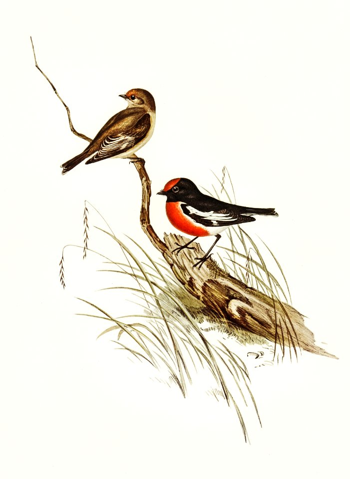 Red-capped Robin (Petroica Goodenovii) illustrated by Elizabeth Gould (1804–1841) for John Gould’s (1804-1881) Birds of Australia (1972 Edition, 8 volumes). Digitally enhanced from our own facsimile book (1972 Edition, 8 volumes).. Free illustration for personal and commercial use.