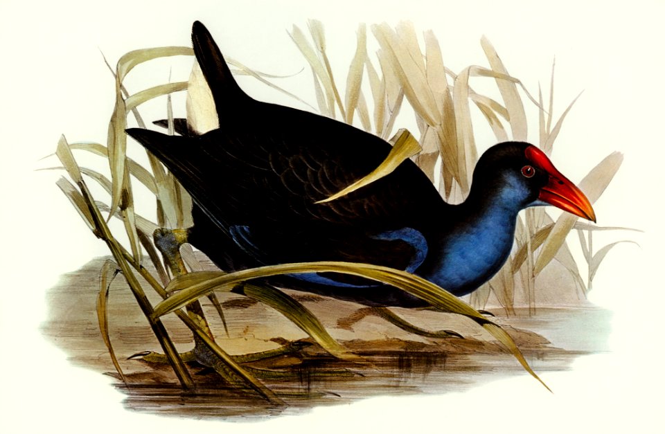 zure-breasted Porphyrio (Porphyrio bellus) illustrated by Elizabeth Gould (1804–1841) for John Gould’s (1804-1881) Birds of Australia (1972 Edition, 8 volumes). Digitally enhanced from our own facsimile book (1972 Edition, 8 volumes).