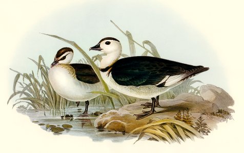 Pygmy Goose (Nettapus Coromandelianus) illustrated by Elizabeth Gould (1804–1841) for John Gould’s (1804-1881) Birds of Australia (1972 Edition, 8 volumes). Digitally enhanced from our own facsimile book (1972 Edition, 8 volumes).