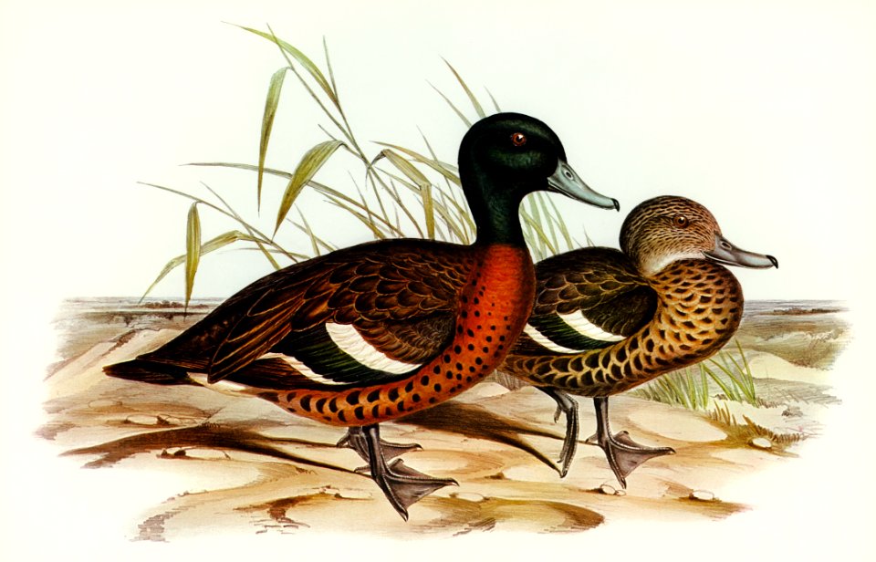 Chesnut-breasted Duck (Anas punctata) illustrated by Elizabeth Gould (1804–1841) for John Gould’s (1804-1881) Birds of Australia (1972 Edition, 8 volumes). Digitally enhanced from our own facsimile book (1972 Edition, 8 volumes).