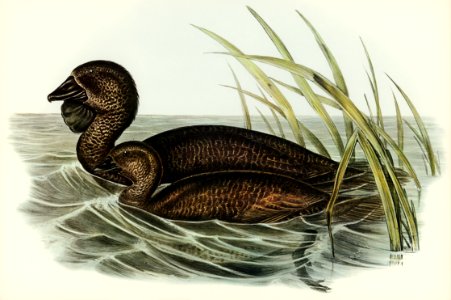 Musk Duck (Biziura lobata) illustrated by Elizabeth Gould (1804–1841) for John Gould’s (1804-1881) Birds of Australia (1972 Edition, 8 volumes). Digitally enhanced from our own facsimile book (1972 Edition, 8 volumes).