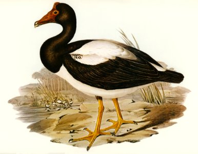 Semipalmated Goose (Anseranas melanoleuca) illustrated by Elizabeth Gould (1804–1841) for John Gould’s (1804-1881) Birds of Australia (1972 Edition, 8 volumes). Digitally enhanced from our own facsimile book (1972 Edition, 8 volumes).