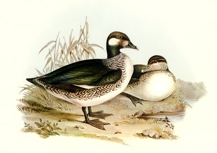 Beautiful Pygmy Goose (Nettapus pulchellus) illustrated by Elizabeth Gould (1804–1841) for John Gould’s (1804-1881) Birds of Australia (1972 Edition, 8 volumes). Digitally enhanced from our own facsimile book (1972 Edition, 8 volumes).