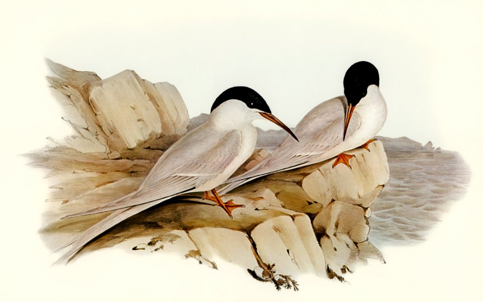 Graceful Tern (Sterna gracilis) illustrated by Elizabeth Gould (1804–1841) for John Gould’s (1804-1881) Birds of Australia (1972 Edition, 8 volumes). Digitally enhanced from our own facsimile book (1972 Edition, 8 volumes).
