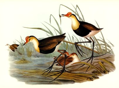 Gallinaceous Parra (Parra gallinacea) illustrated by Elizabeth Gould (1804–1841) for John Gould’s (1804-1881) Birds of Australia (1972 Edition, 8 volumes). Digitally enhanced from our own facsimile book (1972 Edition, 8 volumes).