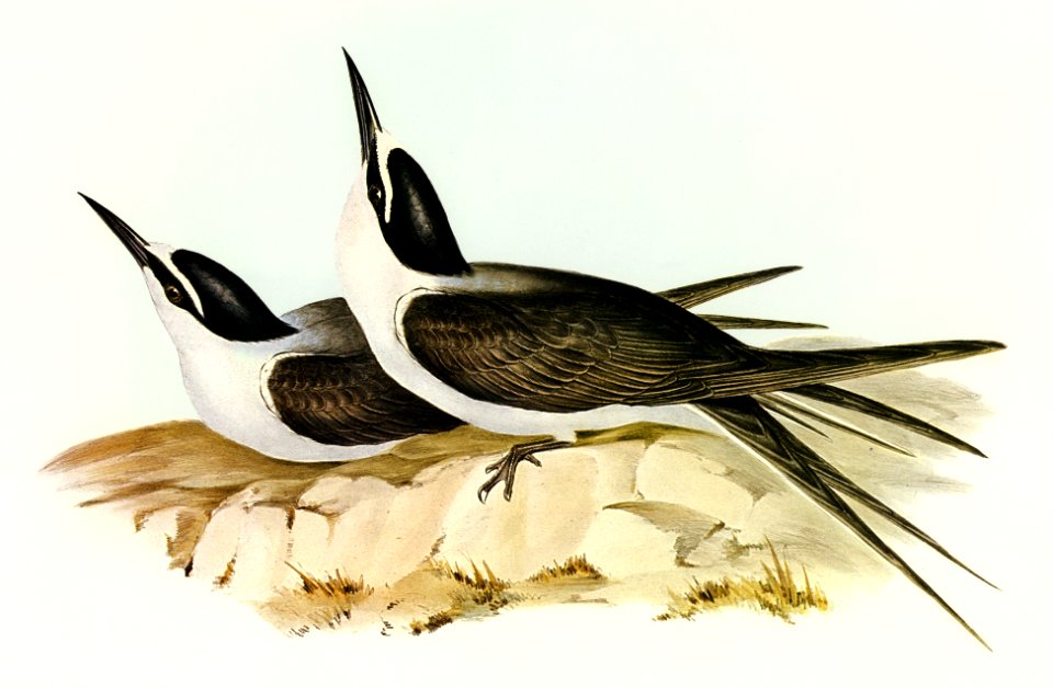 Panayan Tern (Onychoprion Panaya) illustrated by Elizabeth Gould (1804–1841) for John Gould’s (1804-1881) Birds of Australia (1972 Edition, 8 volumes). Digitally enhanced from our own facsimile book (1972 Edition, 8 volumes).