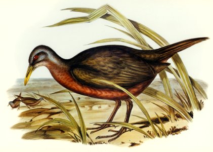 Chestnut-bellied Rail (Eulabeornis castaneoventris) illustrated by Elizabeth Gould (1804–1841) for John Gould’s (1804-1881) Birds of Australia (1972 Edition, 8 volumes). Digitally enhanced from our own facsimile book (1972 Edition, 8 volumes).
